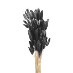 Сухоцвет Лагурус, Черный