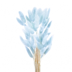 Сухоцвет Лагурус, Синий